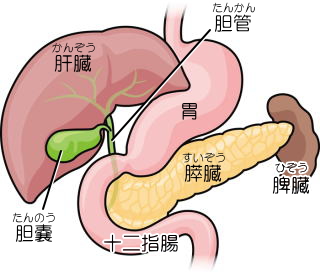 胆嚢と胆管の位置