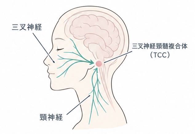 頭痛の仕組み